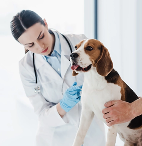 Koyulhisar Veteriner